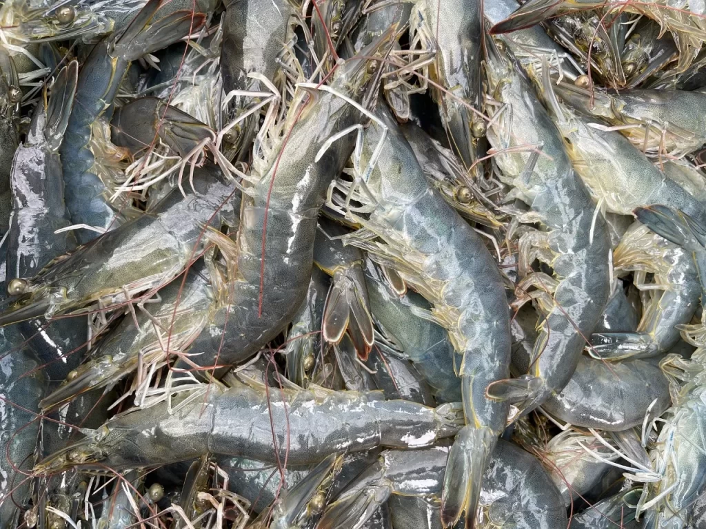 Cultivo de Camarones